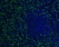 Anti-Iba1 AIF1 Monoclonal Antibody
